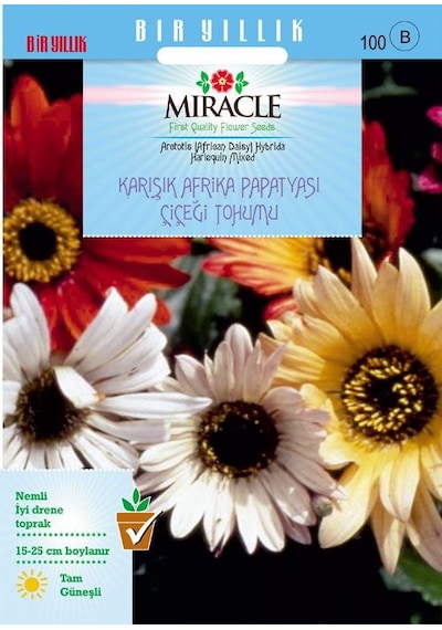 Miracle Karışık Renkli Afrika Papatyası Çiçeği Tohumu 30 Tohum
