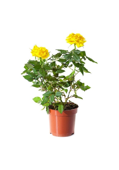 Londra Sarı 1 Adet Gül Fidanı Saksılı 50-70cm Yellow Rose