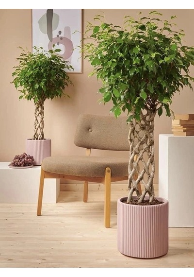 5 Yaş Örgülü Ficus Benjamin Çiçeği