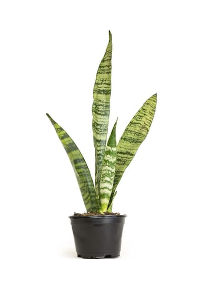Paşa Kılıcı Yeşil Kılıç Bol Köklü Hava Temizleyici Salon Bitkisi, 20-40cm