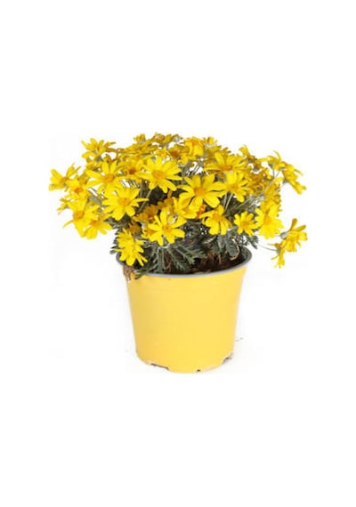 Videolu Sarı Çalı Papatya 4 Adet Saksılı/ Tüplü 20-40 Cm Dış Mekan Bitkisi Coreopsis