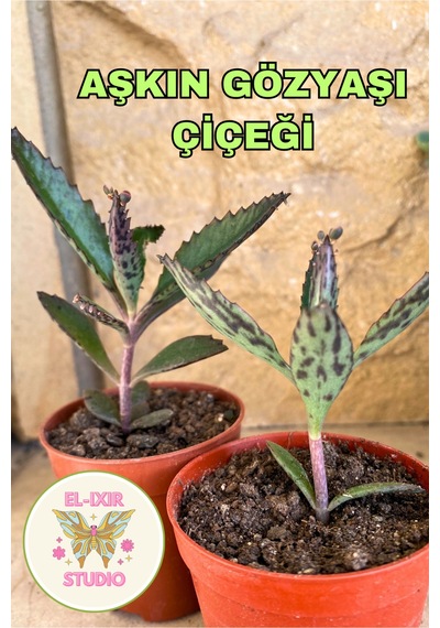 Benekli Aşkın Gözyaşı Çiçeği Canlı Bitki 5'5 Saksıda Çiçek Fidesi