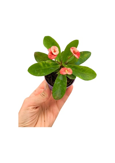 Eubhorbia Bodur Dikenler Tacı Prenses Pembe Mini Boy 7.5cm