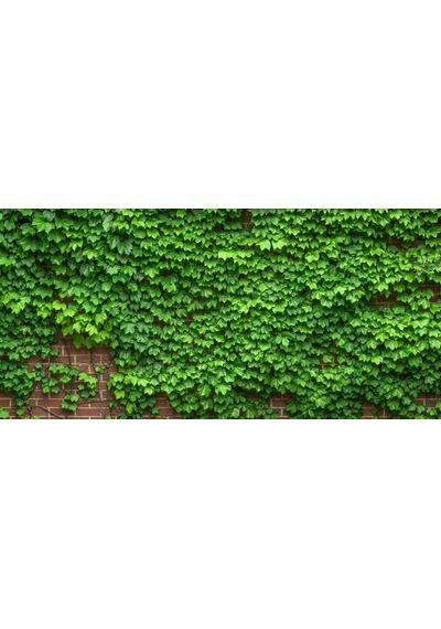 Duvar Sarmaşığı Hedere Fidanı Tüplü 60-70 Cm