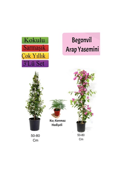 Kokulu Arap Yasemini+pembe Begonvil+mini Gül Hediyeli 3'lü Bahçe Seti