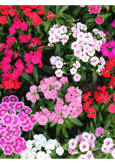 Hüsnüyusuf Çiçeği Fidanı Sweet William Kırmızı Mini Saksılı 1 Adet
