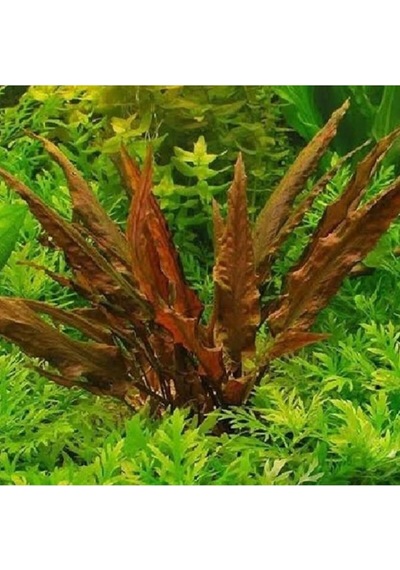 Cryptocoryne Undulatus Red Saksı Canlı Bitki