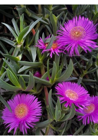 Canlı Renk 30 Adet Buz Çiçeği Fidesi 15-30cm Saksılı Ice Flower