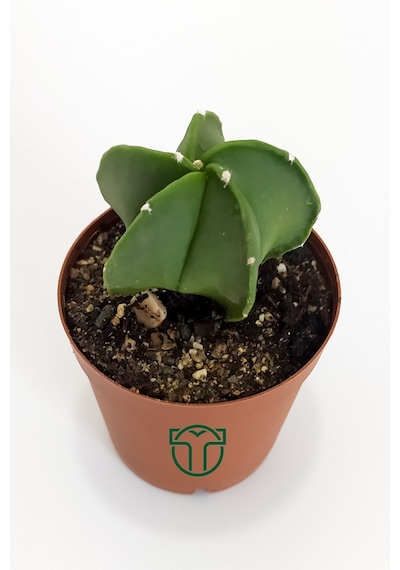 Astrophytum Myriostigma Özel Tür Kaktüs 5.5 CM