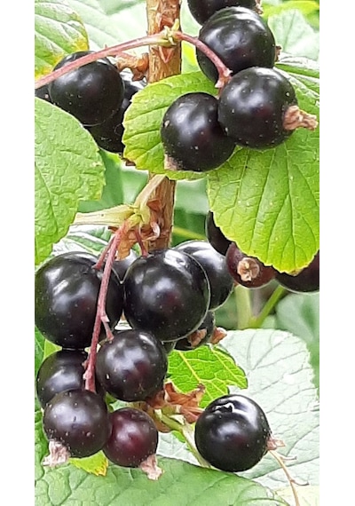 Karayemiş Fidanı Laurocerasus Officinalis ,2 Adet