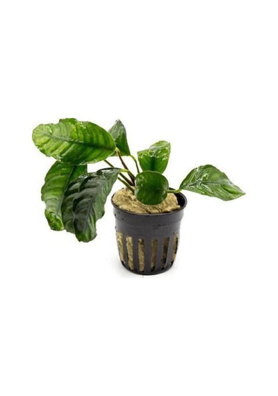 Anubias Coffeefolia Compact Saksı Canlı Bitki