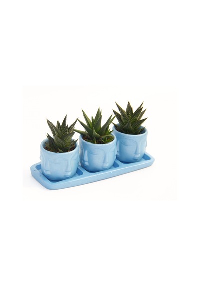Trio Mavi Adler Sukulent Seti - Haworthia Limifolia. Rigida