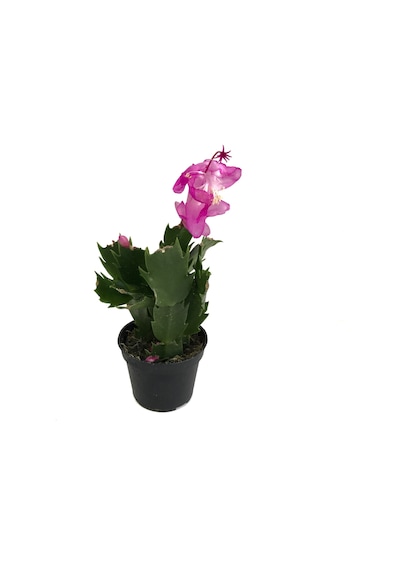 Schlumbergera 'Purple' (Yılbaşı Çiçeği) Ø5,5 CM Y10-15 CM