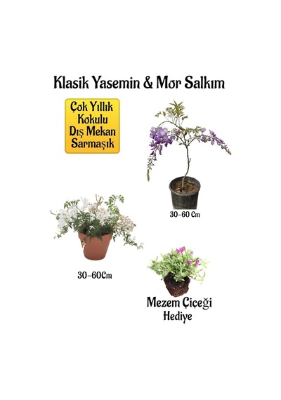 Mis Kokulu Klasik Yasemin Çiçeği+mor Salkım Ağacı Fidanı Mezem Çiçeği Peyzaj Seti