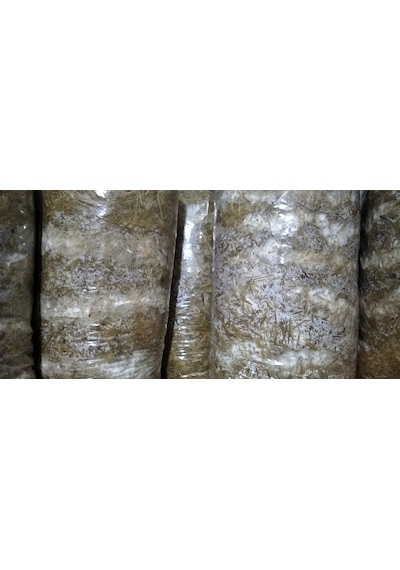 8 Lt 4 Kg Istiridye Mantarı Miseli Tohum Kompostu Mantar Vermeye Hazır Durumda