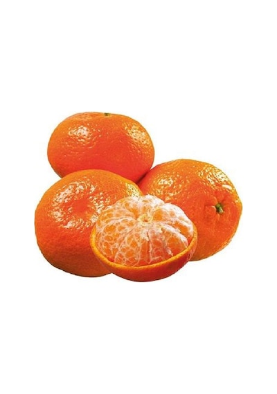 2 Adet Tüplü İri Meyveli Mandalina Fidanı