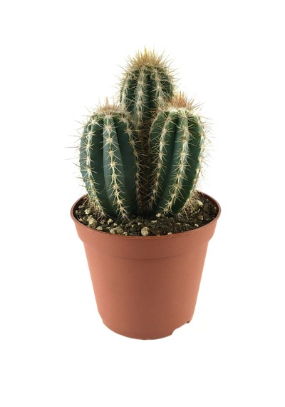 Pilosocereus Azureus (Kaktüs) Ø10,5 CM Y15-20 CM