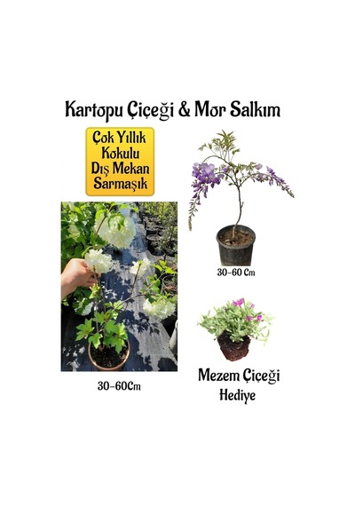 Kokulu Kartopu Çiçeği+mor Salkım Ağacı Fidanı Mezem Çiçeği Peyzaj Seti
