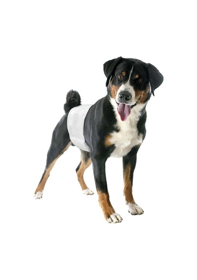 Camon Erkek Köpek Lastikli Bez L Beden: Sızdırmaz, Ayarlanabilir Ve Konforlu