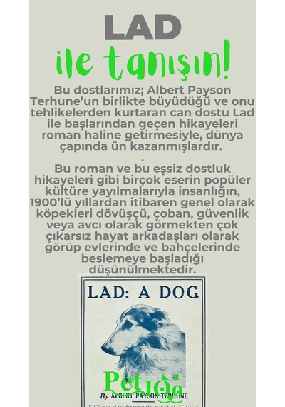 Petjoo 23.Lad Yeşil-Gri Qr'lı Köpek Künyesi