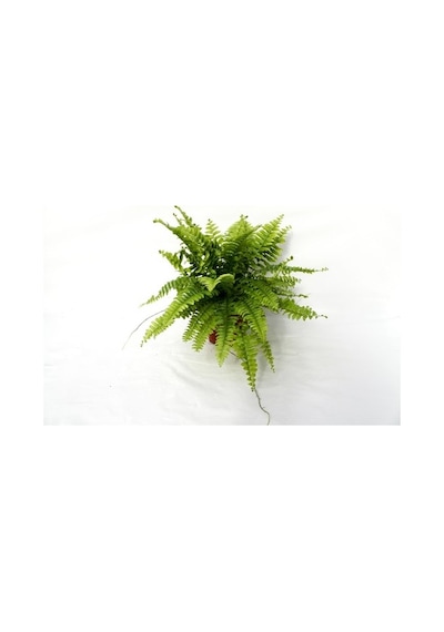 Aşk Merdiveni Nephrolepsis Exaltata 10-20 Cm