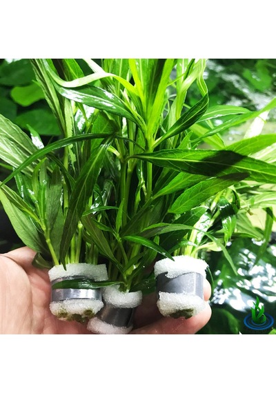 Hyrophila Paravitota Akvaryum Bitkisi Canlı Bitki 5 Dal