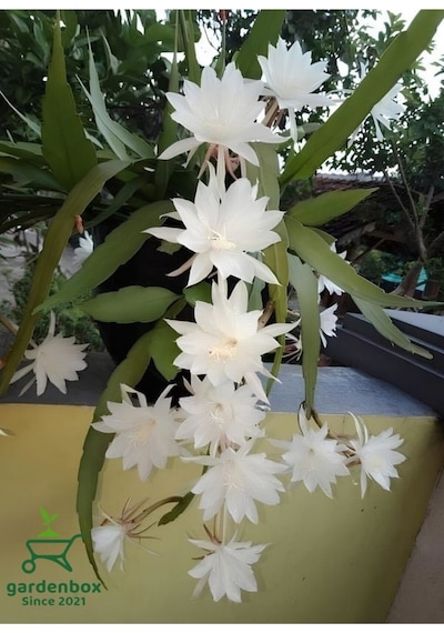 Beyaz Renk Atlas Çiçeği Sarkıcı Bitki 10-20cm White Epiphyllum