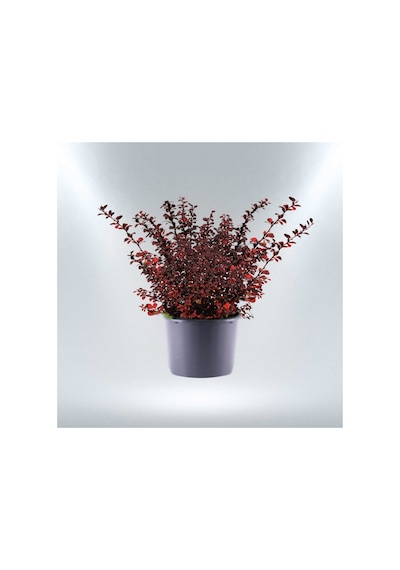 Kırmızı Berberis - Renkli Çit Bitkisikırmızı Berberis