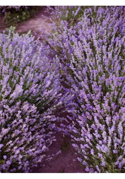 Mor Lavanta 20 60 Cm 5 Adet Saksılı/ Tüplü Çiçekli Iç/ Dış Mekan Bitkisi Lavandula