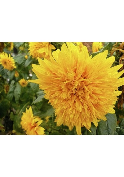 15 Adet Garden Sun Flower Gold Dwarf Tohumu