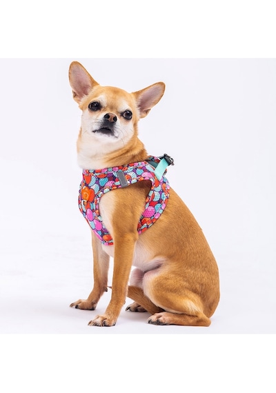 Pawstar Balloons Air-mesh Göğüs Tasması Kedi Köpek Göğüs Tasması Xlarge Çok Renkli