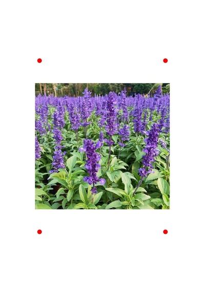 Leylak Ateş Çiçeği Salvia - 30 Tohum