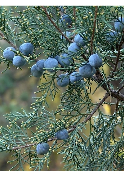 Aysenin Ardıç Yağı / Juniper Oil 15 ML