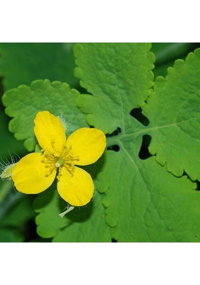 Tüplü Aromatik Kırlangıç Otu Fidanı