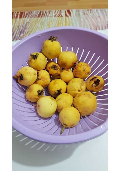 Guava Tohumu 10 Adet N11444