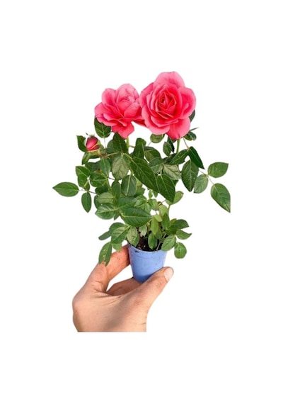Pembe Oya Ağacı+ Alacalı Beyaz Benjamin+ Pembe Gül Fidanı Hediyeli