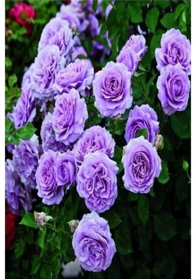 Yediveren Lila Gül Fidanı Yediveren Lilac Rose 10-20 Cm