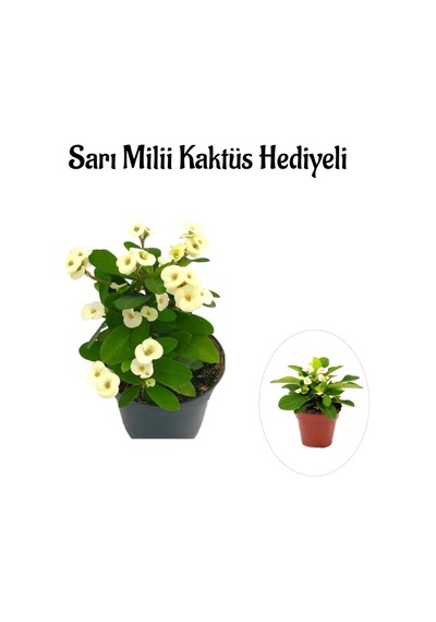 Beyaz Çiçekli Kaktüs Milli Dikenler Tacı Sevgililer Gününe Özel Sarı Milli Hediyeli
