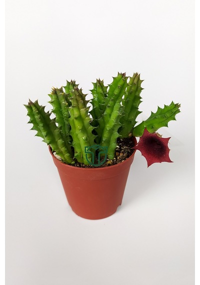 Leş Kaktüsü Huernia Angolensis Küçük Bordo Çiçekli Özel Tür 5.5