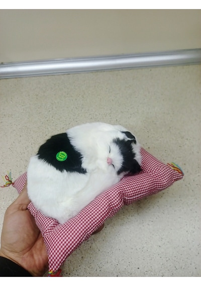 Miyavlayan Minderli Kedi Çok Renkli