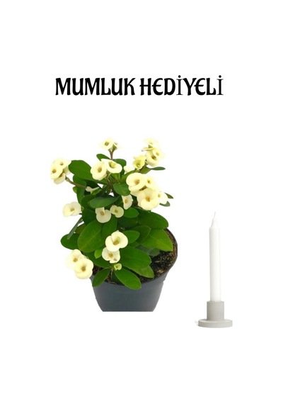 Avantajlı Beyaz Milli Dikenler Tacı Çiçeği Sevgililer Gününe Özel Mumluk Bitki