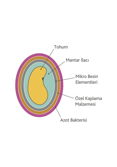 Kaplama Yonca Tohumu Sunter] 1 KG