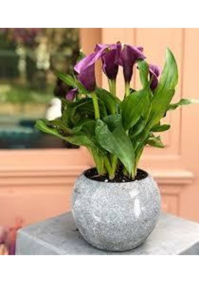 20 Adet Tohum Organik Mor Calla Lily Çiçek Tohumu Afrika Çöl Çiçeği Calla Lily Sürpriz Hediye Tohum