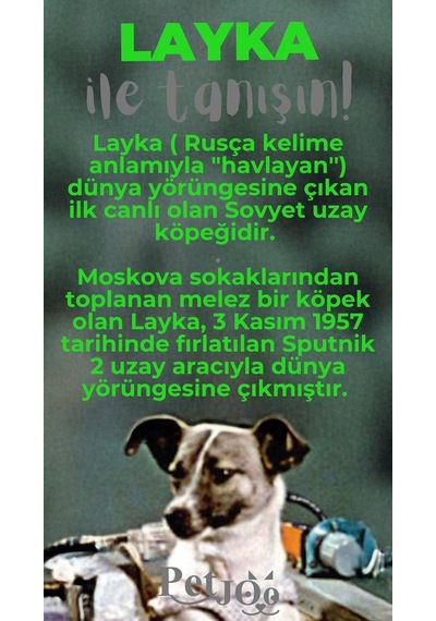 Petjoo 22.Layka Gri-Yeşil Qr'lı Köpek Künyesi
