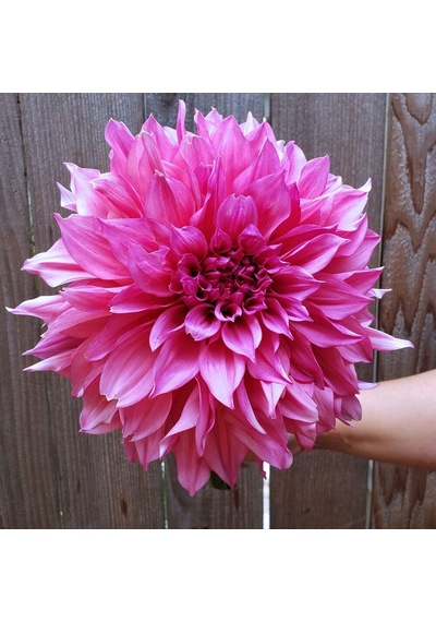 Pembe Dahlia Cafe Au Lait Rose Yıldız Çiçeği Yumrusu (1 adet)