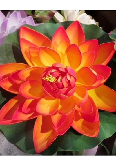 5 Adet Turuncu Renk Lotus Çiçeği Nilüfer Tohumu