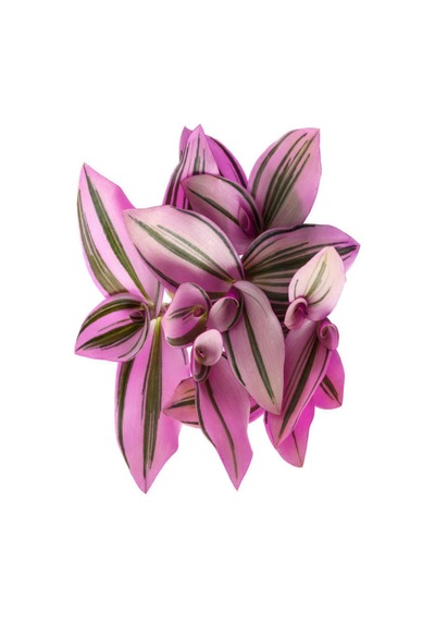 Videolu Pembe Beyaz Telgraf Çiçeği 1 Adet Saksılı 15-30cm Iç Mekan Bitkisi Pink Lady
