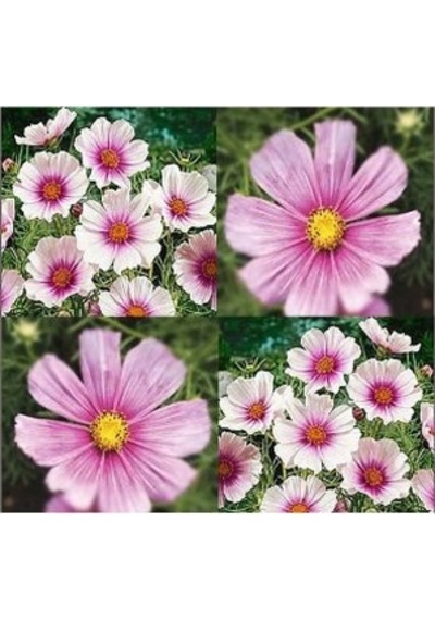 30+Muhteşem Çiçekli Cosmos Daydream Çiçek Tohumu