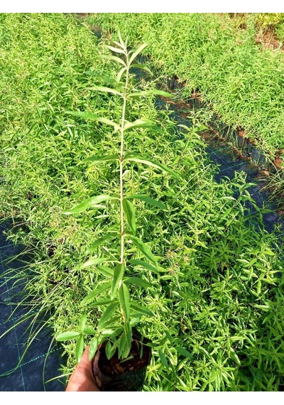 Limon Melisa Bitkisi 10 Adet - Melissa Officinalis