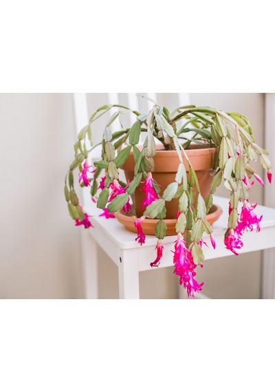 Yılbaşı Çiçeği – Schlumbergera